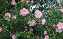 Cotton Candy Camellia Sasanqua - 6 Pack Of 1 Gallon Pots -Garden Outdoor Plant Store CamelliaCottonCandy 2