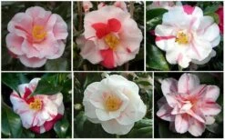 Lady Vansittart Multicolor Camellia Japonica - 2 Gallon Pot -Garden Outdoor Plant Store CamelliaLadyVasittart 2 1