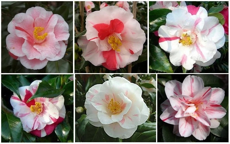 Lady Vansittart Multicolor Camellia Japonica - 3 Gallon Pot 8 Lady Vansittart Multicolor Camellia Japonica - 3 Gallon Pot - Image 6