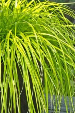 Evercolor Everillo Carex - 1 Gallon Pot -Garden Outdoor Plant Store Carex Everillo 500x750 1