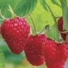 Caroline Raspberry - 1 Gallon Pot 2 Caroline Raspberry - 1 Gallon Pot -Garden Outdoor Plant Store Caroline Raspberry 1