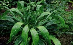 Spek-tacular Cast Iron Plant - 3 Gallon Pot 11 Spek-tacular Cast Iron Plant - 3 Gallon Pot -Garden Outdoor Plant Store Cast Iron Plant Spektacular 5