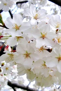 Yoshino Flowering Cherry Tree - 5 Gallon Pot -Garden Outdoor Plant Store Cherry Yoshino 3