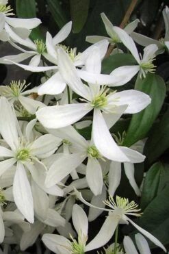 Snowdrift Evergreen Clematis Armandii - 2 Gallon Pot
