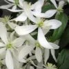 Snowdrift Evergreen Clematis Armandii - 1 Gallon Pot -Garden Outdoor Plant Store Clematis Armandii Snowdrift 500x750 2