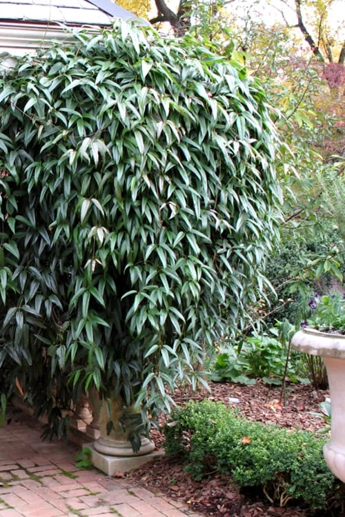 Snowdrift Evergreen Clematis Armandii - 5 Gallon Pot 7 Snowdrift Evergreen Clematis Armandii - 5 Gallon Pot - Image 5