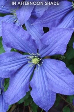 Rhapsody Clematis - 1 Gallon Pot -Garden Outdoor Plant Store Clematis Rhapsody in shade
