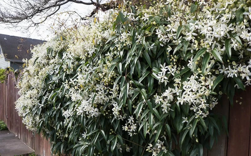 Snowdrift Evergreen Clematis Armandii - 5 Gallon Pot 10 Snowdrift Evergreen Clematis Armandii - 5 Gallon Pot - Image 8