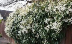 Snowdrift Evergreen Clematis Armandii - 2 Gallon Pot -Garden Outdoor Plant Store Clematis Snowdrift 22