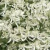 Sweet Autumn Clematis - 1 Gallon Pot 1 Sweet Autumn Clematis - 1 Gallon Pot -Garden Outdoor Plant Store Clematis Sweet Autumn 1