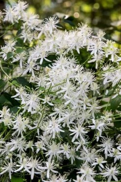 Sweet Autumn Clematis Terniflora - 3 Gallon Pot -Garden Outdoor Plant Store Clematis Sweet Autumn 2 1