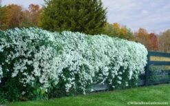 Sweet Autumn Clematis - 1 Gallon Pot 16 Sweet Autumn Clematis - 1 Gallon Pot -Garden Outdoor Plant Store Clematis Sweet Autumn 6