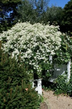Sweet Autumn Clematis - 1 Gallon Pot 19 Sweet Autumn Clematis - 1 Gallon Pot -Garden Outdoor Plant Store Clematis Sweet Autumn 7