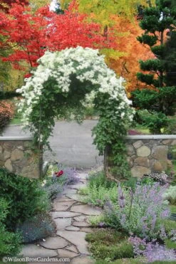 Sweet Autumn Clematis Terniflora - 3 Gallon Pot -Garden Outdoor Plant Store Clematis Sweet Autumn 8 1