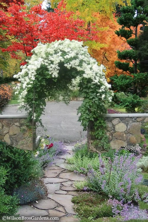 Sweet Autumn Clematis - 1 Gallon Pot 6 Sweet Autumn Clematis - 1 Gallon Pot - Image 4