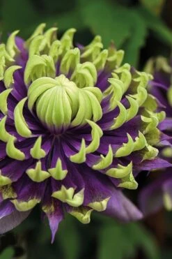 Taiga Clematis - 3 Gallon Pot