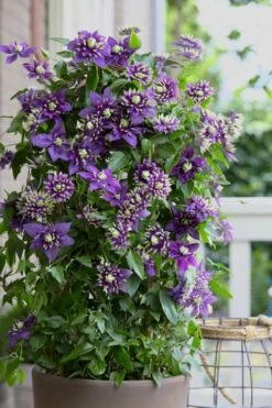 Taiga Clematis - 3 Gallon Pot -Garden Outdoor Plant Store Clematis Taiga 10 2