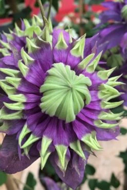 Taiga Clematis - 2 Gallon Pot 15 Taiga Clematis - 2 Gallon Pot -Garden Outdoor Plant Store Clematis Taiga 2 1