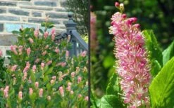 Ruby Spice Summersweet (Clethra) - 3 Gallon Pot -Garden Outdoor Plant Store Clethra Ruby Spice 2
