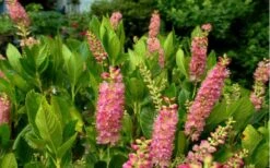 Ruby Spice Summersweet (Clethra) - 3 Gallon Pot -Garden Outdoor Plant Store Clethra Ruby Spice