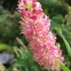Ruby Spice Summersweet (Clethra) - 3 Gallon Pot -Garden Outdoor Plant Store Clethra Ruby Spice 500x750 1