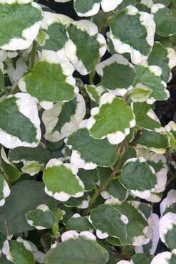 Variegated Creeping Fig - Ficus Pumila 'Variegata' - 6 Pack Of Pint Pots -Garden Outdoor Plant Store Creeping Fig Variegated Ficus Pumila Rev 500x750 1