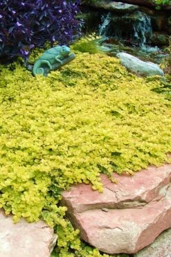 Golden Creeping Jenny - Lysimachia Nummularia Aurea - 5 Pack Of Pint Pots -Garden Outdoor Plant Store Creeping Jenny 20