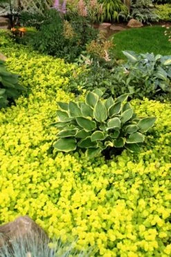 Golden Creeping Jenny - Lysimachia Nummularia Aurea - 5 Pack Of Pint Pots -Garden Outdoor Plant Store Creeping Jenny 21