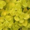 Golden Creeping Jenny - Lysimachia Nummularia Aurea - 5 Pack Of Pint Pots -Garden Outdoor Plant Store Creeping Jenny 22