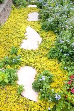 Golden Creeping Jenny - Lysimachia Nummularia Aurea - 5 Pack Of Pint Pots -Garden Outdoor Plant Store Creeping Jenny 25