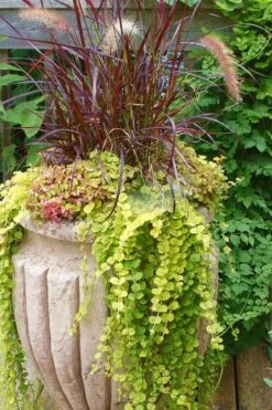 Golden Creeping Jenny - Lysimachia Nummularia Aurea - 5 Pack Of Pint Pots -Garden Outdoor Plant Store Creeping Jenny 26