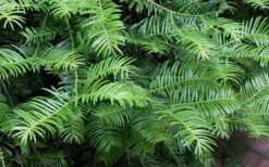 Creeping Japanese Plum Yew (Cephalotaxus Harringtonia 'Prostrata') - 1 Gallon Pot -Garden Outdoor Plant Store Creeping japanese Plum Yew 1