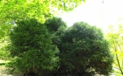 Chapel View Cryptomeria - Japanese Cedar - 3 Gallon Pot -Garden Outdoor Plant Store Cryptomeria Chapel View 5