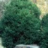 Chapel View Cryptomeria - Japanese Cedar - 3 Gallon Pot 1 Chapel View Cryptomeria - Japanese Cedar - 3 Gallon Pot -Garden Outdoor Plant Store Cryptomeria Chapel View 500x750 1