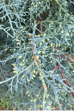 Carolina Sapphire Arizona Cypress - 7 Gallon Pot (3-4') -Garden Outdoor Plant Store Cypress Carolina Sapphire 23