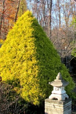 Gold Mop Threadleaf Cypress - 3 Gallon Pot 14 Gold Mop Threadleaf Cypress - 3 Gallon Pot -Garden Outdoor Plant Store Cypress Gold Mop 20
