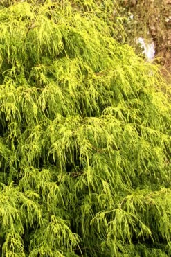 Gold Mop Threadleaf Cypress - 3 Gallon Pot 17 Gold Mop Threadleaf Cypress - 3 Gallon Pot -Garden Outdoor Plant Store Cypress Gold Mop 21