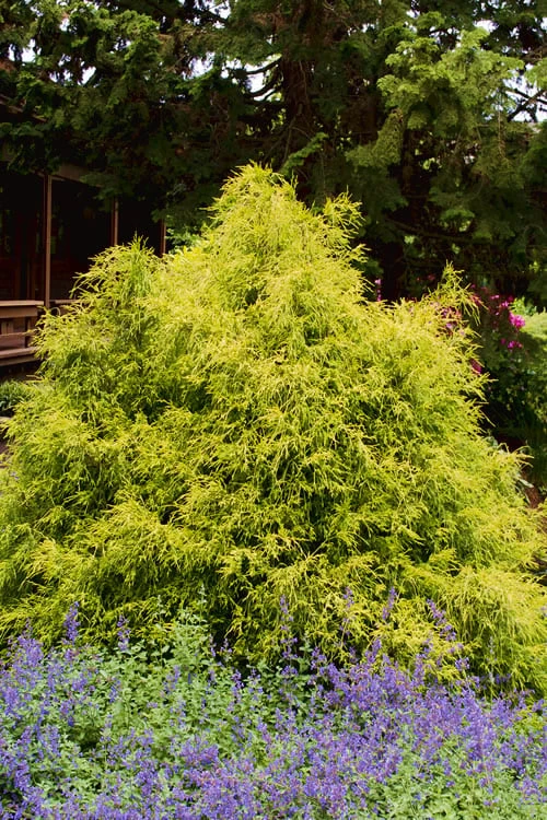Gold Mop Threadleaf Cypress - 3 Gallon Pot 9 Gold Mop Threadleaf Cypress - 3 Gallon Pot - Image 7