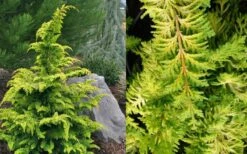 Gold Tip Fernspray Hinoki Cypress - 5 Gallon Pot 9 Gold Tip Fernspray Hinoki Cypress - 5 Gallon Pot -Garden Outdoor Plant Store Cypress Gold Tip Fernspray