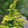 Gold Tip Fernspray Hinoki Cypress - 5 Gallon Pot -Garden Outdoor Plant Store Cypress Gold Tip Fernspray 6