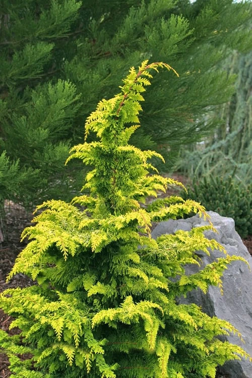 Gold Tip Fernspray Hinoki Cypress - 5 Gallon Pot 3 Gold Tip Fernspray Hinoki Cypress - 5 Gallon Pot