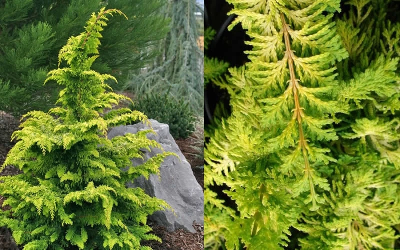 Gold Tip Fernspray Hinoki Cypress - 5 Gallon Pot 6 Gold Tip Fernspray Hinoki Cypress - 5 Gallon Pot - Image 4