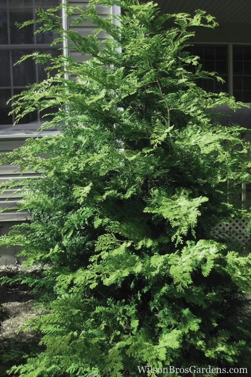 Southern Lace Hinoki Cypress - 1 Gallon Pot 3 Southern Lace Hinoki Cypress - 1 Gallon Pot