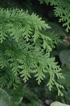Southern Lace Hinoki Cypress - 1 Gallon Pot 9 Southern Lace Hinoki Cypress - 1 Gallon Pot -Garden Outdoor Plant Store Cypress Hinoki Southern Lace 13