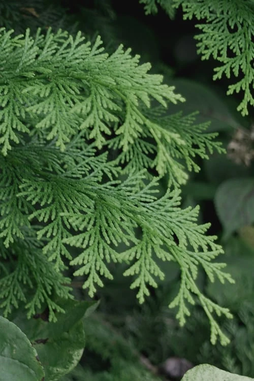Southern Lace Hinoki Cypress - 1 Gallon Pot 6 Southern Lace Hinoki Cypress - 1 Gallon Pot - Image 4