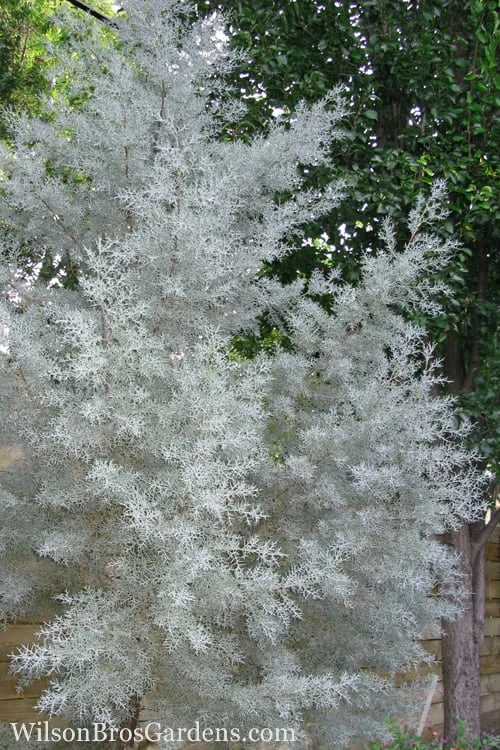 Silver Smoke Arizona Cypress - 6 Pack Of 1 Gallon Pots 3 Silver Smoke Arizona Cypress - 6 Pack Of 1 Gallon Pots