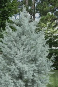 Silver Smoke Arizona Cypress - 6 Pack Of 1 Gallon Pots 11 Silver Smoke Arizona Cypress - 6 Pack Of 1 Gallon Pots -Garden Outdoor Plant Store Cypress Silver Smoke 20