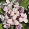 Eternal Fragrance Pink Summer Daphne - Daphne X Transatlantica 'BLAFRA' - 2 Gallon Pot -Garden Outdoor Plant Store Daphne Eternal Fragrance 1