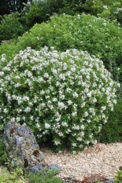 Eternal Fragrance Pink Summer Daphne - Daphne X Transatlantica 'BLAFRA' - 2 Gallon Pot -Garden Outdoor Plant Store Daphne Eternal Fragrance 5