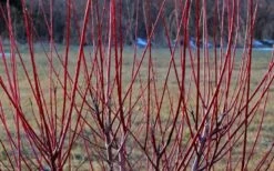 Variegated Dappled Willow Tree - Salix Integra 'Hakuro Nishiki' - 5 Gallon Pot 9 Variegated Dappled Willow Tree - Salix Integra 'Hakuro Nishiki' - 5 Gallon Pot -Garden Outdoor Plant Store Dappled Willow Tree Stems
